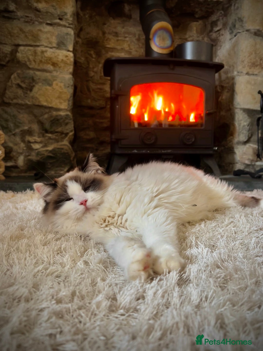 Ragdoll cats for sale: Ragdoll x Kittens ( prices vary)  - Image 15