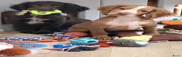 Cocker Spaniel dogs for sale: 2 WORKING TYPE KC COCKER SPANIELS READY TO LEAVE  - Advert 9