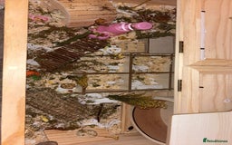 Hamster rodents for sale: Hamster cage & stuff (without the hamster). - Image 1