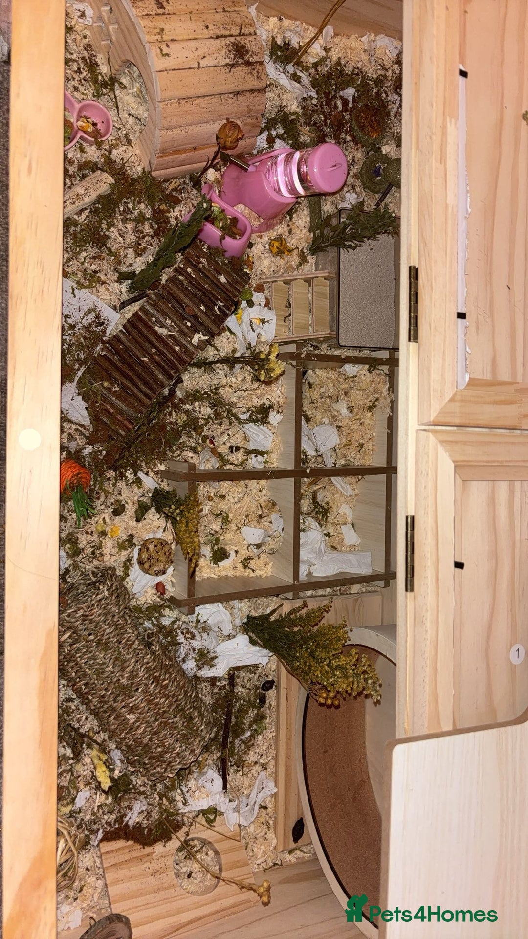Hamster rodents for sale: Hamster cage & stuff (without the hamster). - Image 1