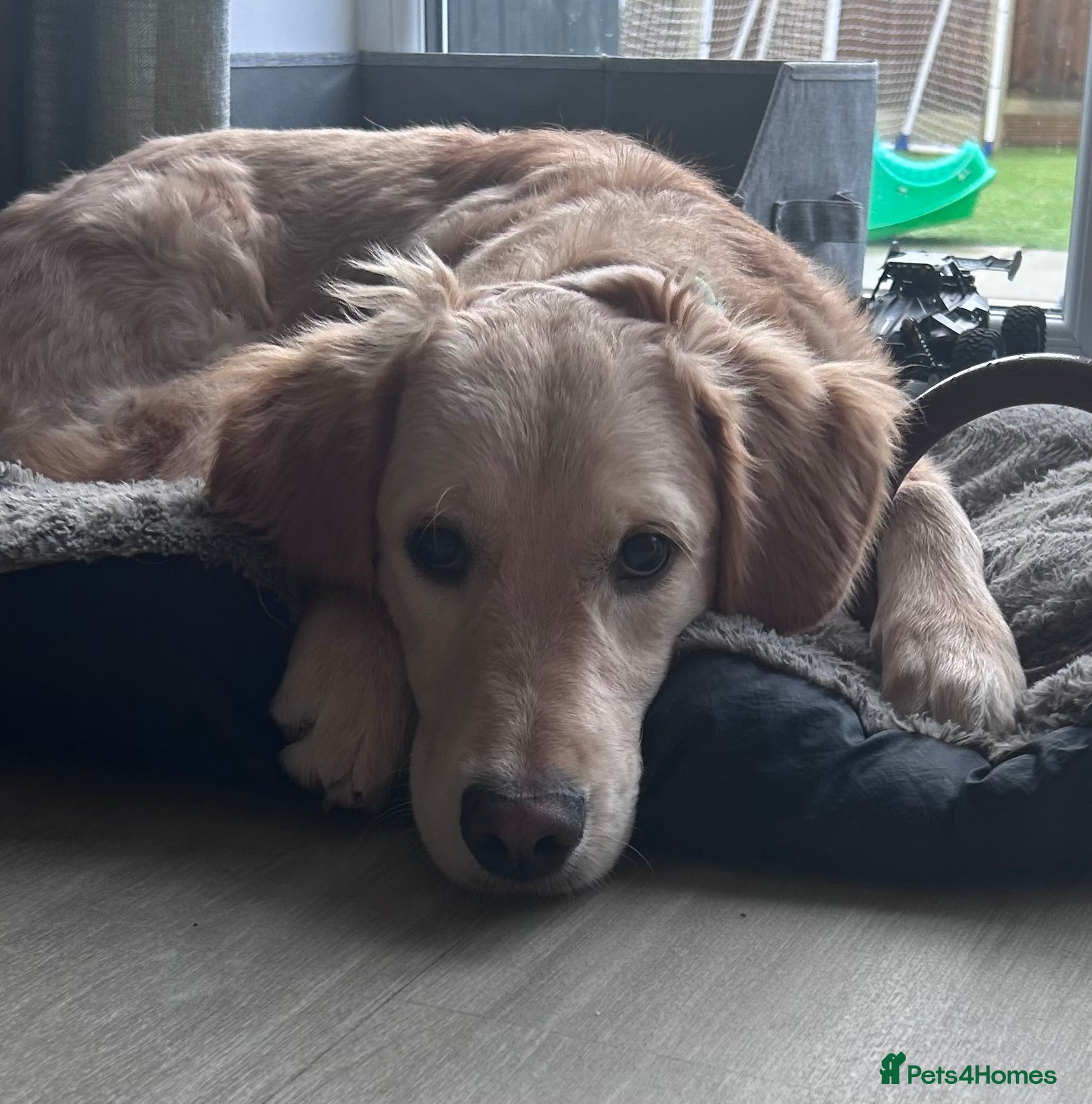 Golden Retriever dogs 8 month old golden retriever  - Advert 16