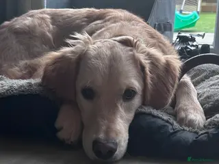 Golden Retriever dogs 8 month old golden retriever - Advert 16