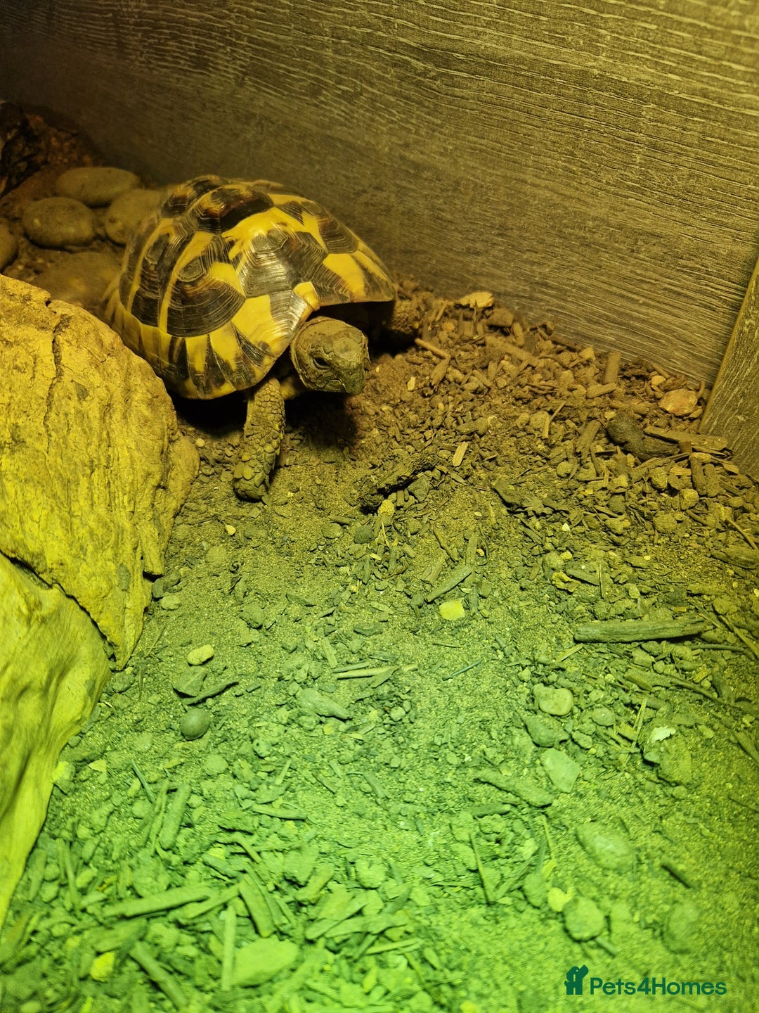 Hermann Tortoise reptiles for sale: Herman tortise  - Advert 1