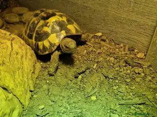 Hermann Tortoise reptiles Herman tortise - Advert 1