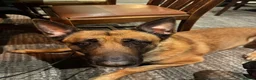 Belgian Shepherd Dog dogs for stud: Belgian Malinois for Stud - Advert 3