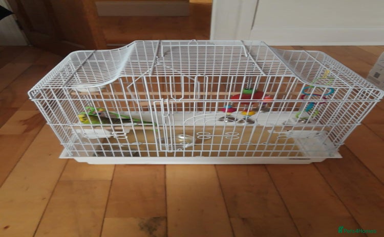 Budgerigars birds - Advert 2