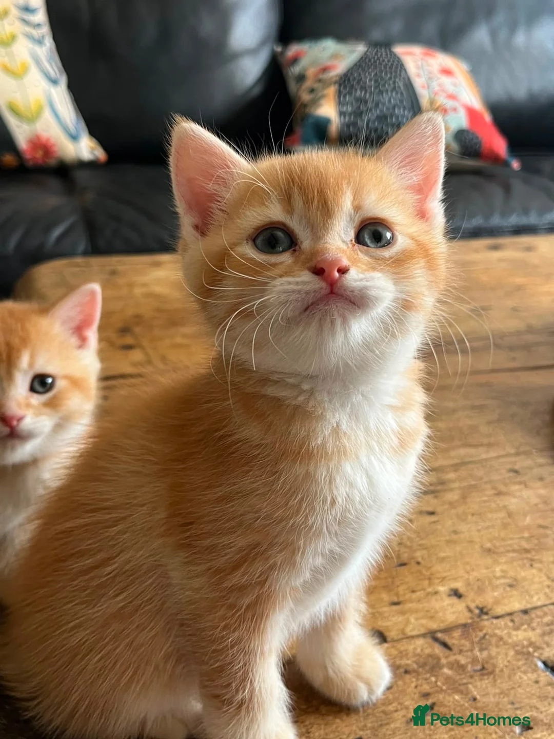 British Shorthair cats for sale: Beautiful kittens ready to go home  - Advert 2