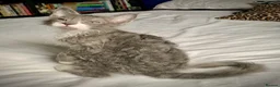 LaPerm cats for sale: Cuddly, curly-coated LaPerm kittens. - Advert 13