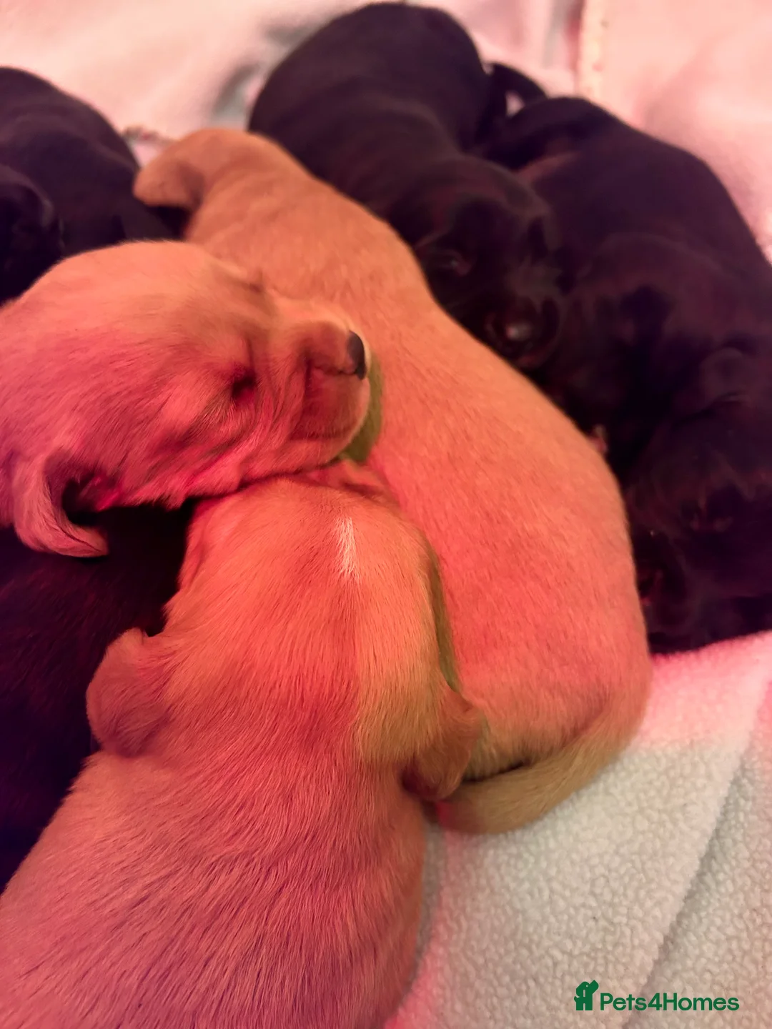 Cockerdor dogs for sale: Beautiful Cockerdors - Advert 4