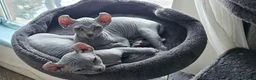 Sphynx cats for sale: Sphynx Elf kittens - Advert 12