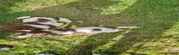 English Springer Spaniel dogs for sale: Last 2 english springer spaniel girls READY NOW - Advert 7