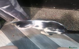 Mixed Breed cats for sale: Bengal x Domestic short hair Kittens - Image 17