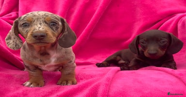 Miniature Dachshund dogs - Advert 4