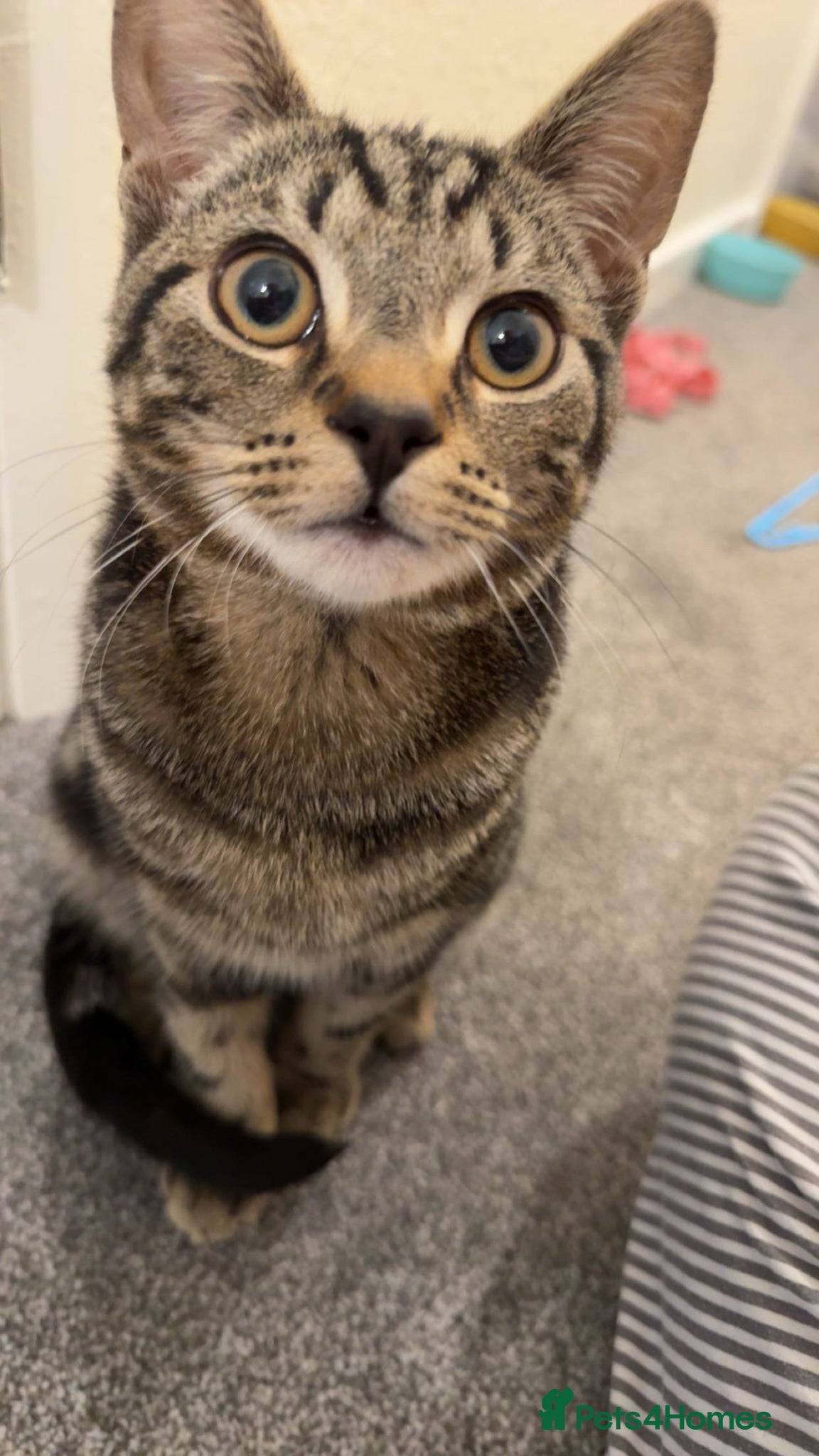 British Shorthair cats for sale: Leo needs a forever home in Wrexham - Advert 4
