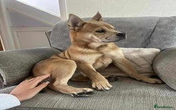 Mixed Breed dogs for sale: Gorgeous chow chow + English Bulldog Female Mix - Image 1