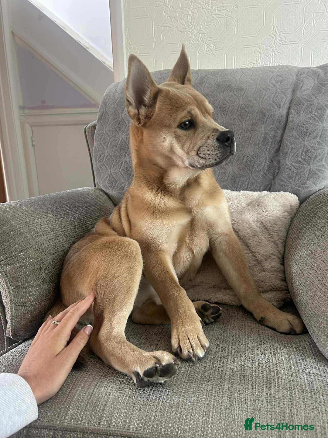 Mixed Breed dogs for sale: Gorgeous chow chow + English Bulldog Female Mix - Image 1