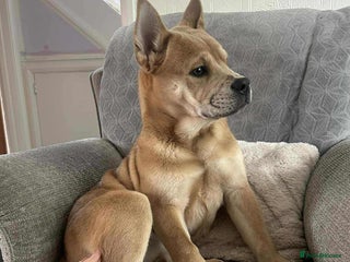 Mixed Breed dogs - Advert 16