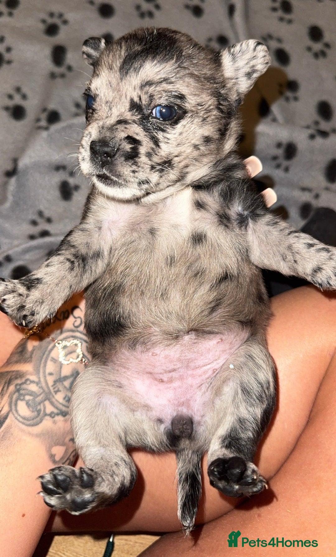 Mixed Breed dogs for sale: Frenchie/ chow puppies  - Image 2