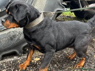 Mixed Breed dogs Rottweiler x malinois - Advert 1