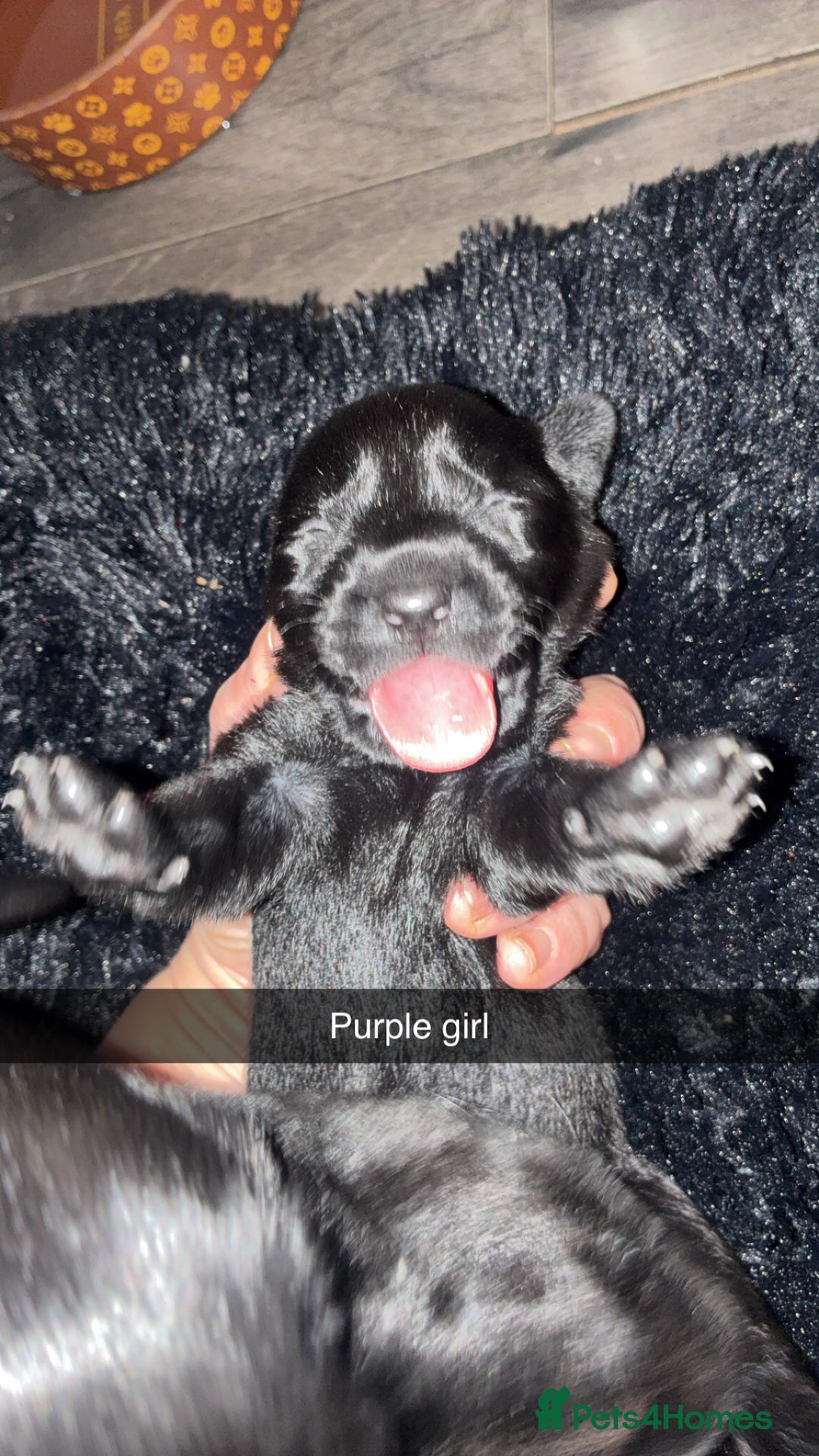 Labrador Retriever dogs for sale: STUNNING KC REGISTERED PEDIGREE LABRADOR PUPPIES - Advert 5