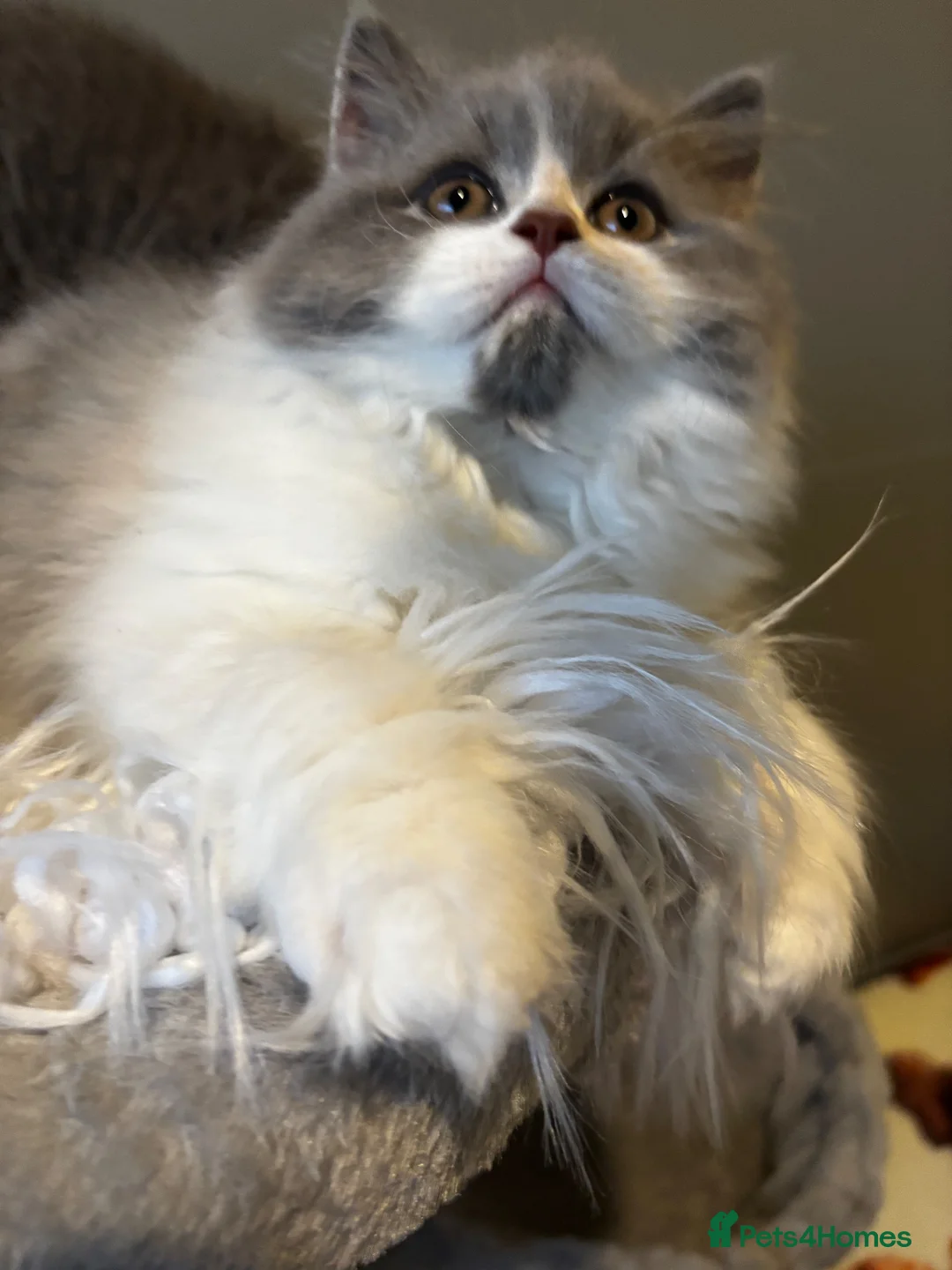 British Longhair cats for sale: **Only 2 Remaining! GCCF British LH/SH Kittens ** - Advert 40