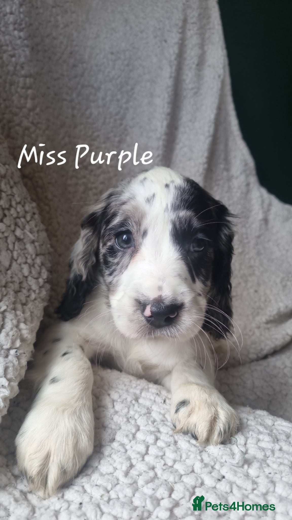 Cocker Spaniel dogs 7 Beautiful Cocker Spaniel Puppies - Advert 5