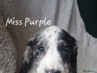 Cocker Spaniel dogs 7 Beautiful Cocker Spaniel Puppies - Advert 3