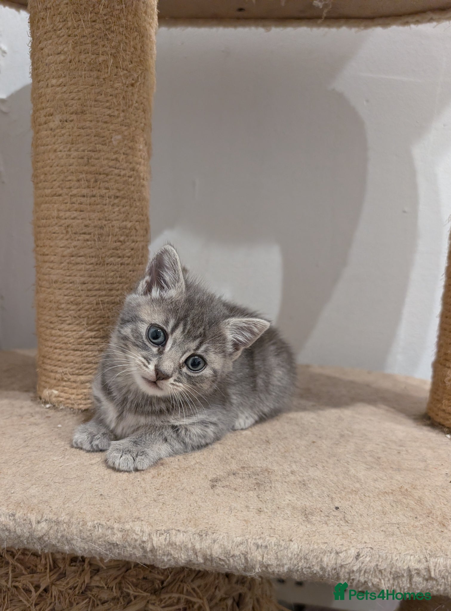 Mixed Breed cats 5 beautiful kittens  - Advert 2