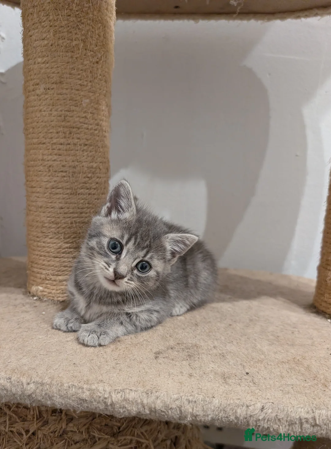 Mixed Breed cats for sale: 5 beautiful kittens  - Advert 1