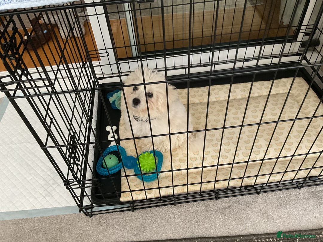 Poodle dogs for sale: Albie  - Image 2