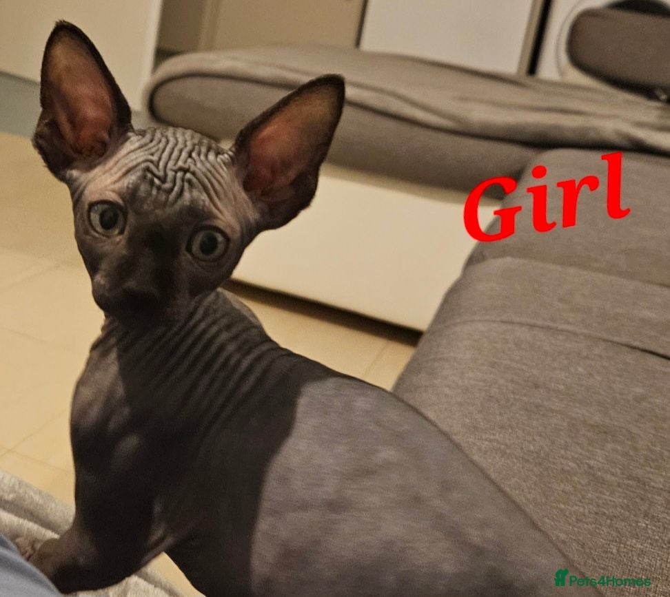 Sphynx cats 🐾 Beautiful Sphynx Kittens for Sale 🐾 - Advert 6