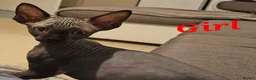 Sphynx cats for sale: 🐾 Beautiful Sphynx Kittens for Sale 🐾 - Advert 6