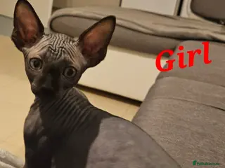 Sphynx cats 🐾 Beautiful Sphynx Kittens for Sale 🐾 - Advert 6