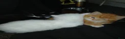 Turkish Angora cats for sale: Angels available soon  - Advert 6