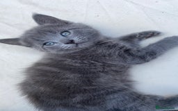 Mixed Breed cats for sale: 3 2 month old TORTIE x BRITISH SHORTHAIR KITTENS - Image 23