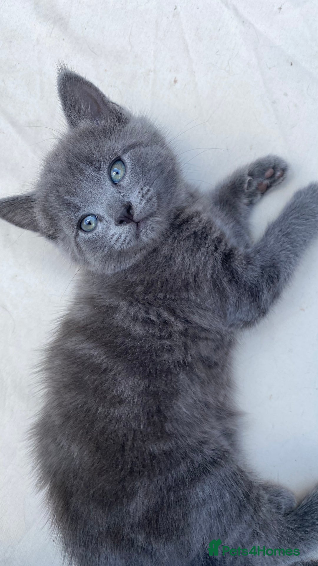 Mixed Breed cats for sale: 3 2 month old TORTIE x BRITISH SHORTHAIR KITTENS - Image 23