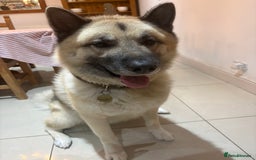 Mixed Breed dogs for stud: Japanese Akita x Husky for stud  - Image 4
