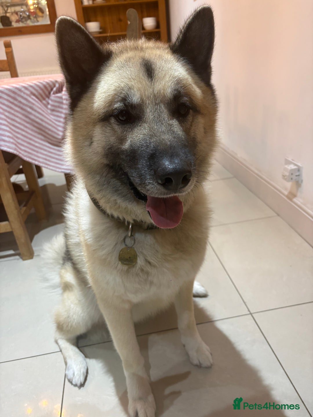 Mixed Breed dogs for stud: Japanese Akita x Husky for stud  - Image 4