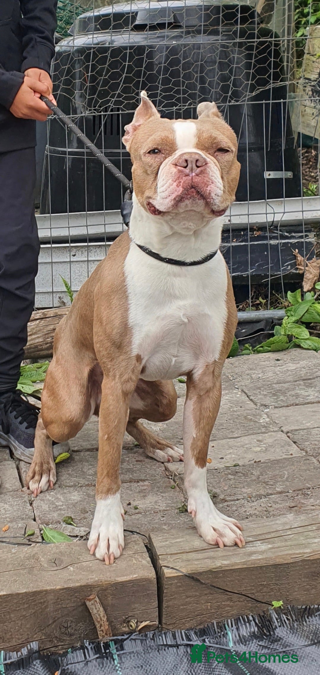 Boston Terrier dogs for stud: Beautiful boston for stud in Manchester - Image 10