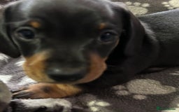 Miniature Dachshund dogs for sale: Stunning Miniature Dachshund Pups - Image 13