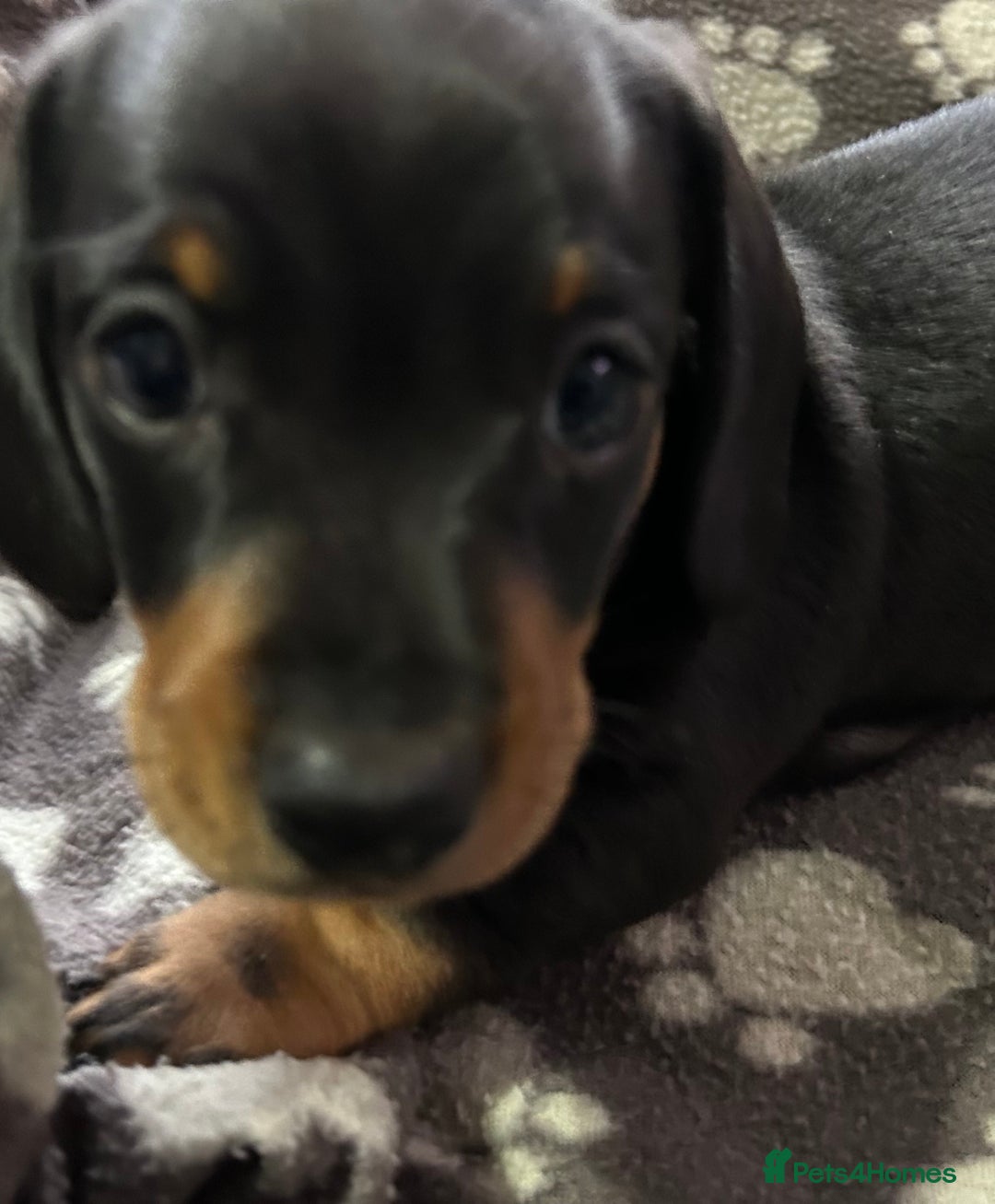 Miniature Dachshund dogs for sale: Stunning Miniature Dachshund Pups - Image 13