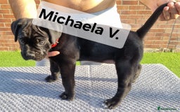 Cane Corso dogs for sale: Champion-Bloodline Cane Corso Puppies  - Image 4
