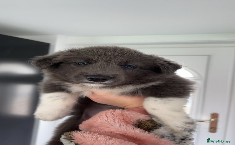 Border Collie dogs - Advert 1