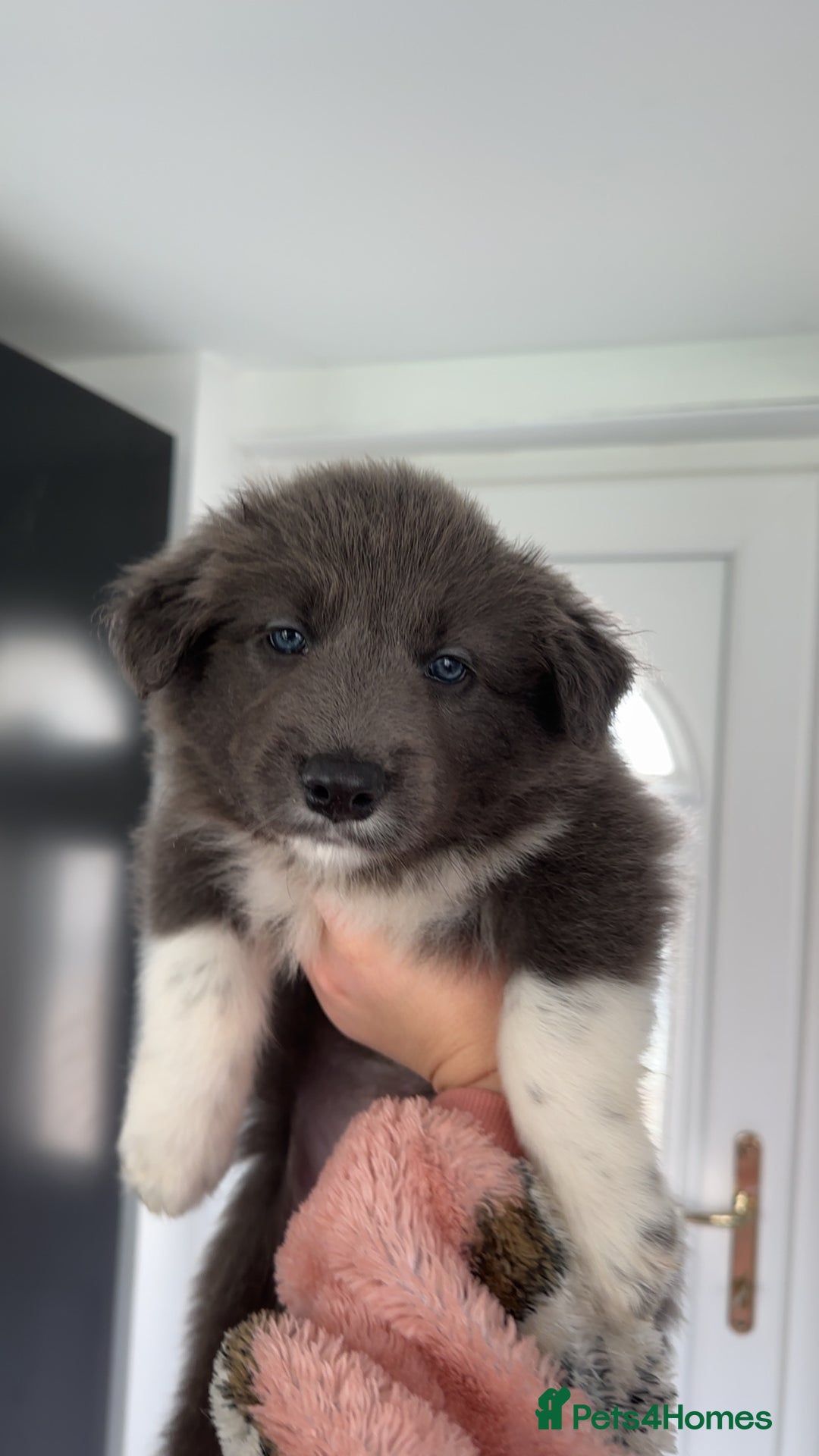 Border Collie dogs for sale: Blue border collies - Image 1