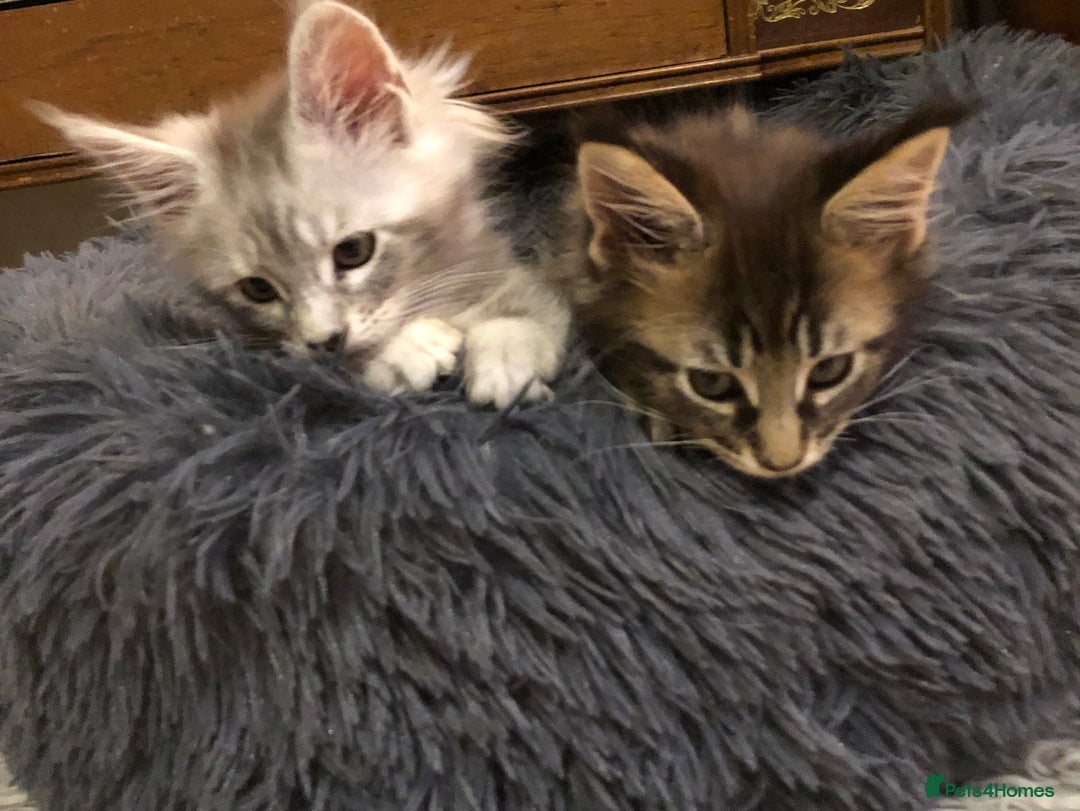 Maine Coon cats for sale: Maincoon kittens ready now  - Image 32