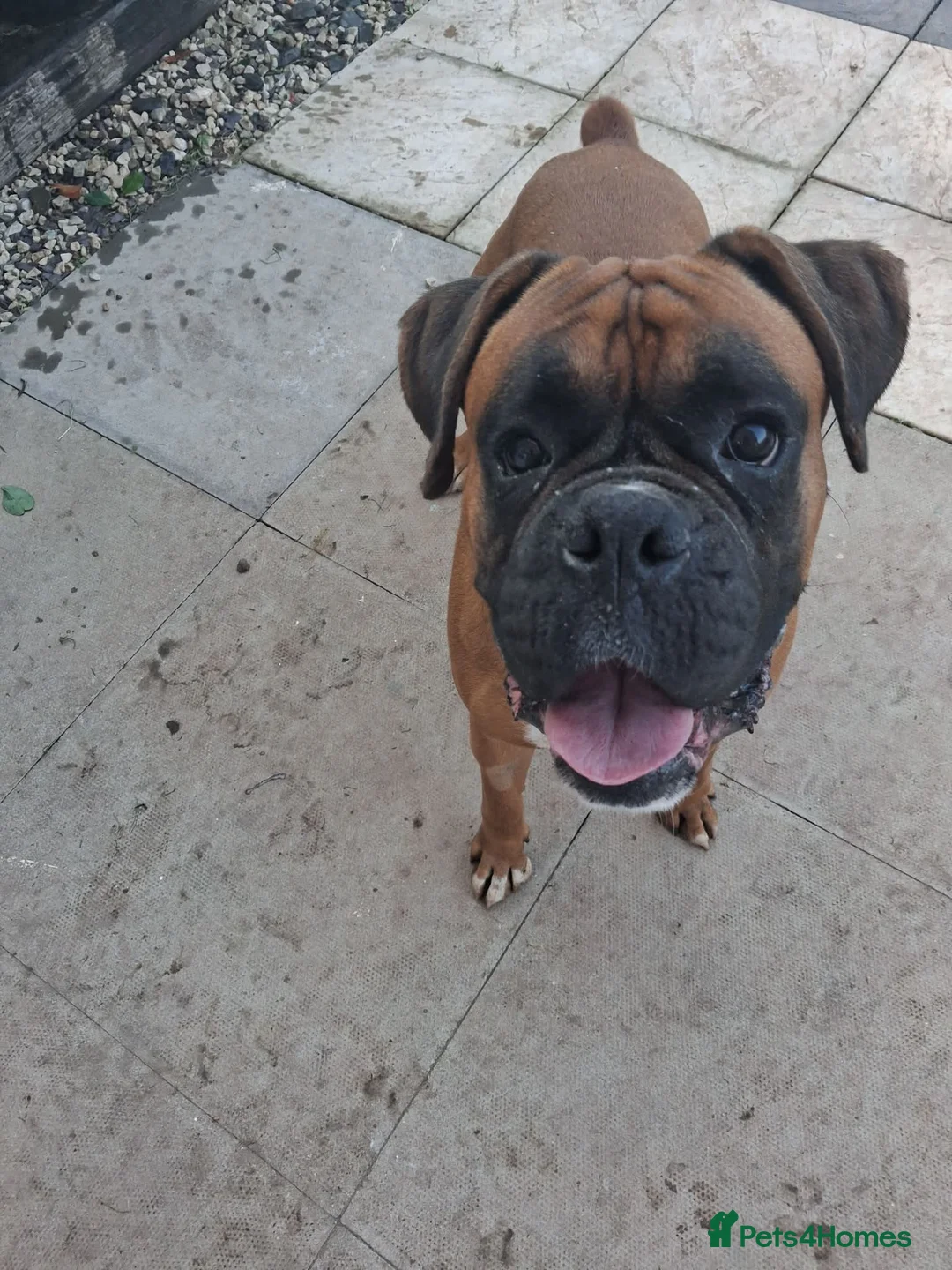 Boxer dogs for sale: 2 year old boxer  in Gloucester - Advert 2