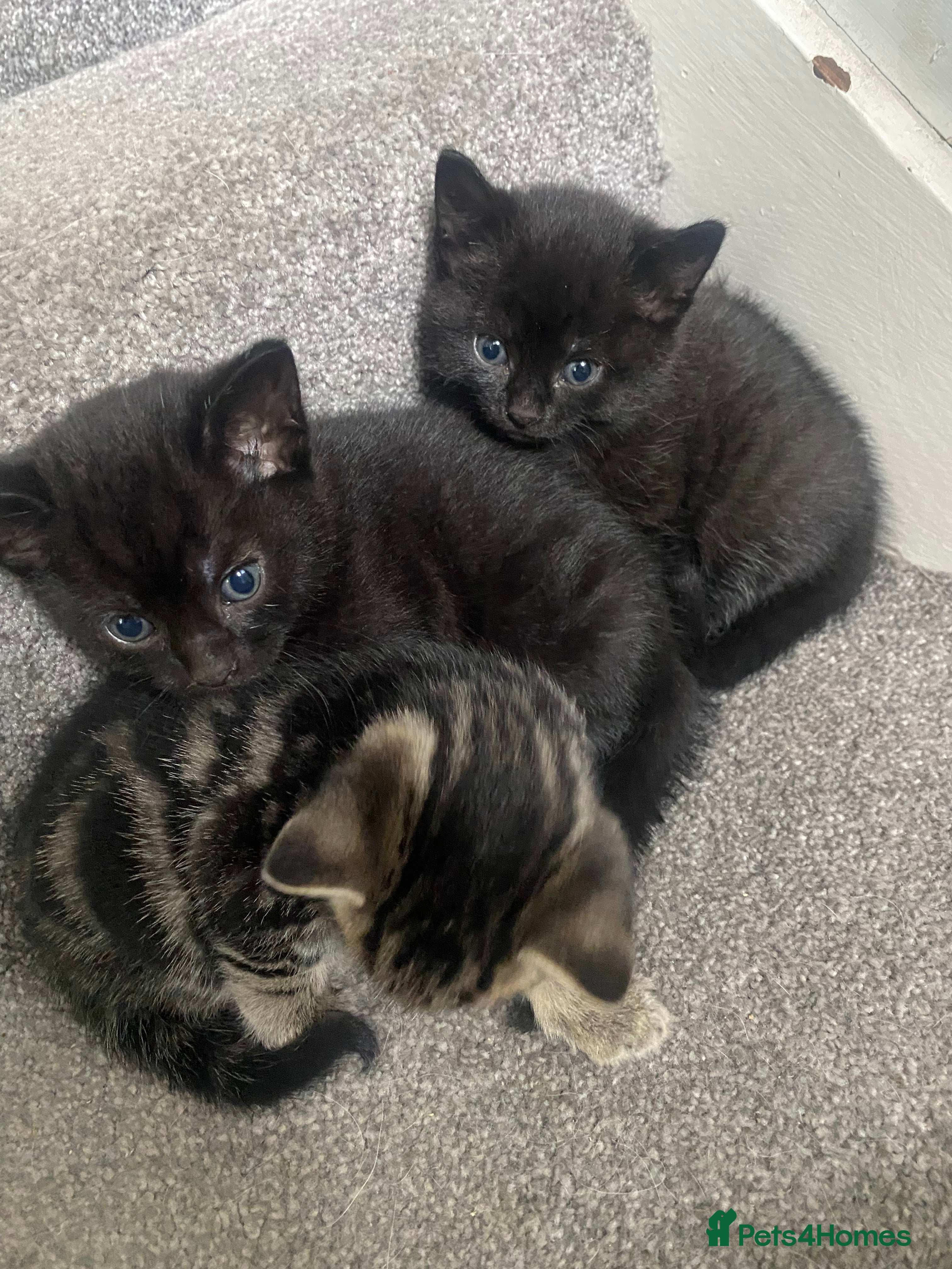 Bengal cats Bengal cross Russian Blue Kittens  - Advert 1