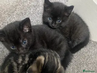 Bengal cats Bengal cross Russian Blue Kittens - Advert 1