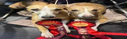 Whippet dogs for sale: Crufts winning parents - Advert 15