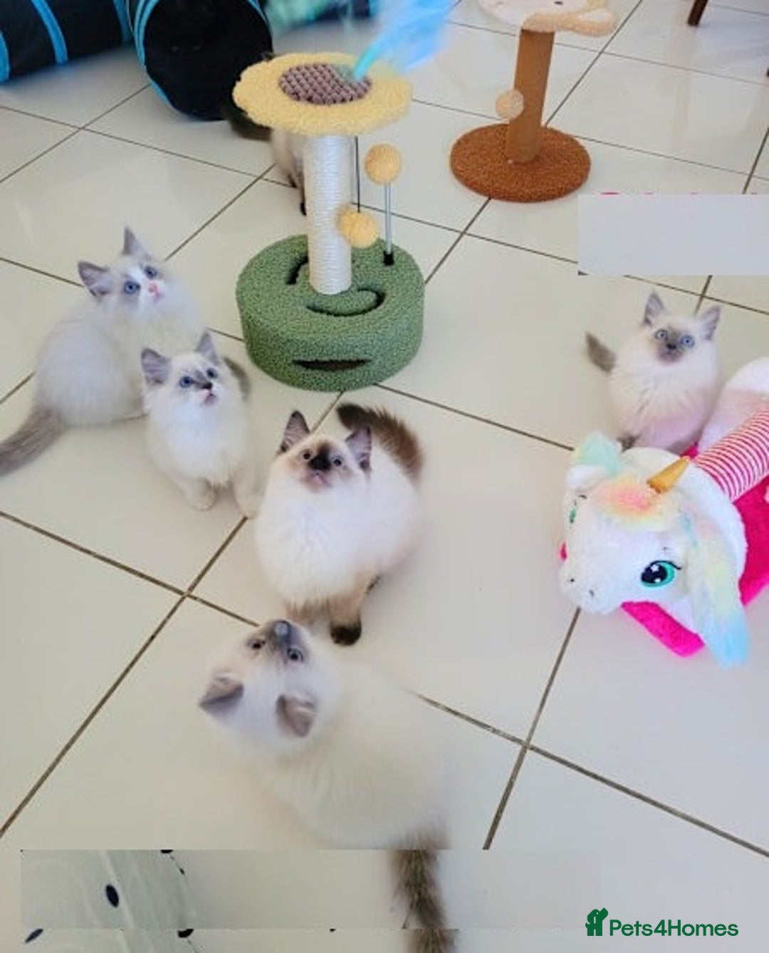 Ragdoll cats for sale: Nicest top reg Ragdoll kittens up for sale - Image 3
